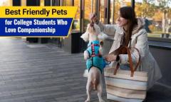 Best Friendly Pets for College Students Who Love Companionship