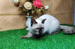 Siamese Kitten in Madurai