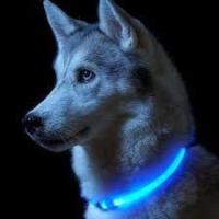 Light Up Harness For Dogs