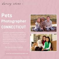 Pets Photographer Connecticut - Capturing Priceless Pet Moments!