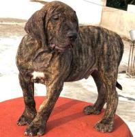 Presa Canario Puppies For Sale in Vijayawada