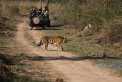 Get Ranthambore Tiger Safari Booking Online at Affordable Price 