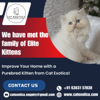 Famous Purebred Kittens for Sale | Best Cat in Bangalore 