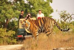 Reserve Ranthambore Safari Booking Online for Wildlife Experience 