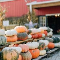 Faulkner’s Ranch: Your Perfect KC Pumpkin Patch Adventure