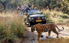 Reserve Ranthambore National Park Safari Booking for Vibrant Ecosystem 