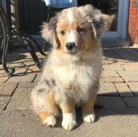 Australian Shepherd Puppies For Sale in Vijayawada