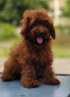 Goldendoodle Puppies for Sale in Panipat