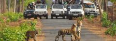 Reserve Ranthambore Jungle Safari Booking for Breathtaking Landscape 