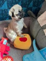 Beautiful Pug Puppies for rehoming.