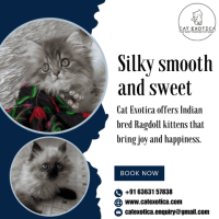 Ragdoll Cat for Sale in Bangalore | Best Cat in Bangalore