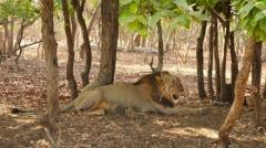 Explore Gir Jungle Safari Online Booking for Diverse Wildlife 