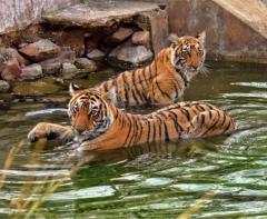 Reserve Ranthambore Tiger Safari Booking Online for Stunning Landscape 