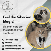 Siberian Cat for Sale in Bangalore | Siberian Kitten in Bangalore