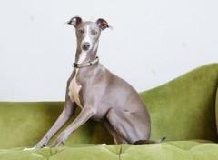 Greyhound Puppies For Sale in Vijayawada