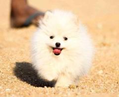 Toy Pomeranian Puppies for Sale in Panipat