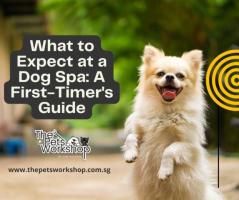 Pampering Your Pup: A Look into Dog Spas in Singapore — The Pets Workshop