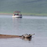 Book Chambal River Safari for River Natural View