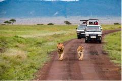 Best Luxury African Safari Tours