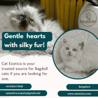 Buy Purebred Ragdoll kittens in Bangalore | Ragdoll Cat in Bangalore