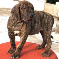 Presa Canario Puppies for Sale in Nagpur