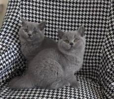 Cute British Short Hair Kittens Available