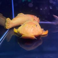 Live Aquarium Angelfishes For Sale