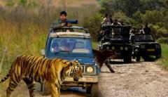 Secure Gir Jeep Safari Booking for Incredible Flora and Fauna