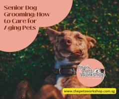 Caring for Aging Pets: A Guide to Senior Dog Grooming — The Pets Workshop