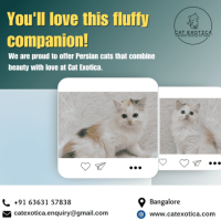 Persian Kittens in Bangalore | Best Persian Cat in Bangalore