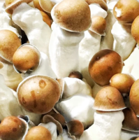 Online Mushroom Spore Store | Premium Selection & Quality Spores