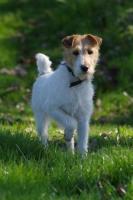 Fox Terrier Wire Puppies for Sale in Nagpur