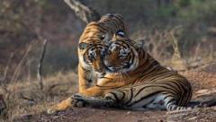 Reserve Ranthambore Tiger Safari Booking for Iconic Wildlife