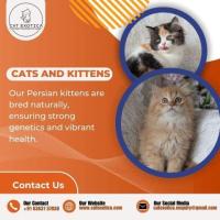 Buy Cats and Kittens for Sale in Bangalore | Cat Exotica