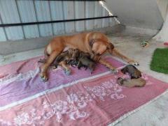 Rhodesian Ridgeback Puppies For Sale in Coimbatore