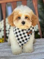 Adorable Shih Tzu Puppies for Sale – Find Your Perfect Companion