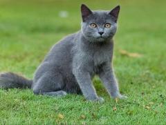 British Shorthair Kitten in Rohtak