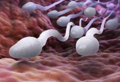 How to make Sperm Stronger for a Healthy Pregnancy?