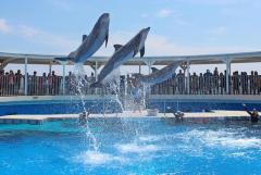 Gulfarium Marine Adventure Park