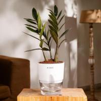 Compact Indoor Plants for Small Bedrooms: Space-Saving Greenery