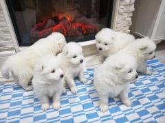 Adopt a Joyful Samoyed Puppies for Sale