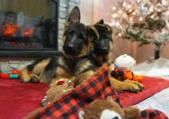 German Shepherd Puppies for Sale in New Jersey