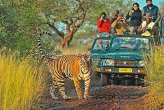 Secure Ranthambore Jungle Safari Booking for Adventure