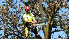 Tree stump removal in Toronto