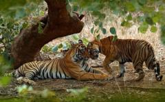 Book Ranthambore Tiger Sighting for Wild Tigers