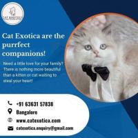 Kittens for Sale in Bangalore | Buy Kittens in Bangalore