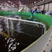 Fish Handling Solutions