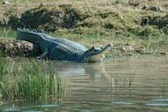 Discover Palighat Chambal Safari Booking for Spotting Crocodiles