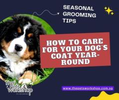 Mastering Year-Round Pet Grooming: Seasonal Care for Your Pet — The Pets Workshop