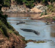 Book Chambal Boat Safari for River Excursion 